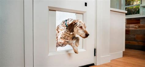 rf id dog door|door with electronic dog built.